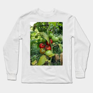 Red tomatoes are waiting for harvest Long Sleeve T-Shirt